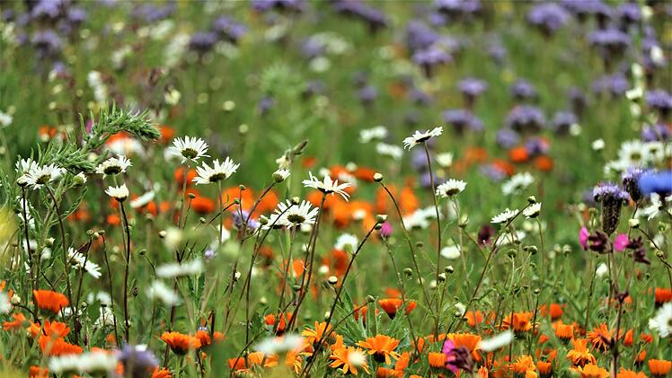 Erlangen: Projekt zur Schaffung artenreicher Gr&uuml;nfl&auml;chen