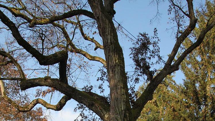 Diese alte Linde wird nun doch nicht gefällt, sondern nur gekürzt.