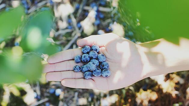 Beerenernte im Sp&auml;tsommer