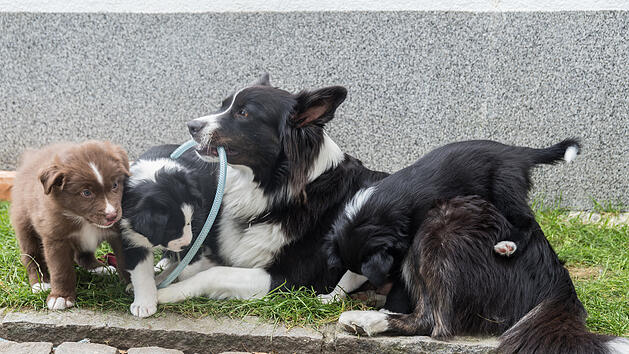Tierheim Kronach: Besitzer geben Hunde wegen hohen Kosten ab