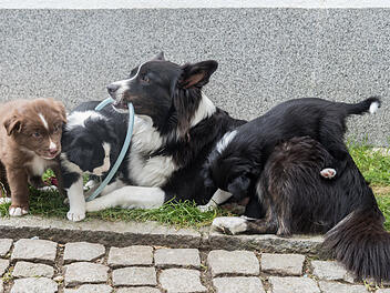 Tierheim Kronach: Besitzer geben Hunde wegen hohen Kosten ab