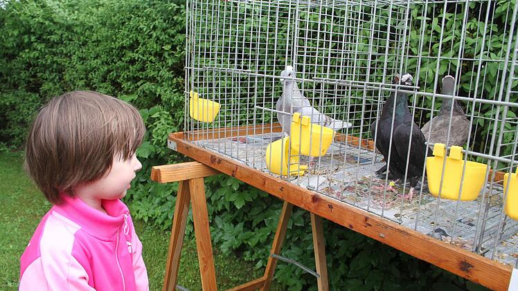 Auch Tauben waren zu sehen.