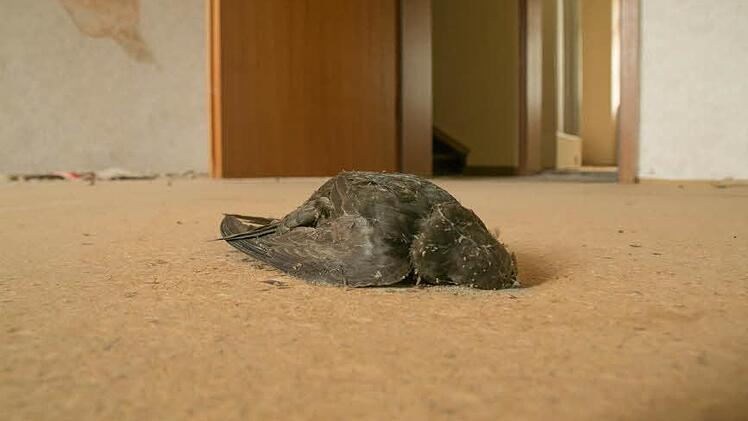 Abgewetzte Teppiche, heruntergekommene Zimmer: Das ehemalige Hotel "Post" in der Ludwigstraße steht seit vielen Jahren leer. Foto: Jürgen Hüfner