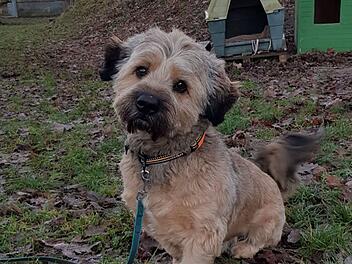Tierheim Erlangen: Hund "Thorin" wurde einfach in Tierklappe "entsorgt" - Besitzerin erklärt sich in Brief