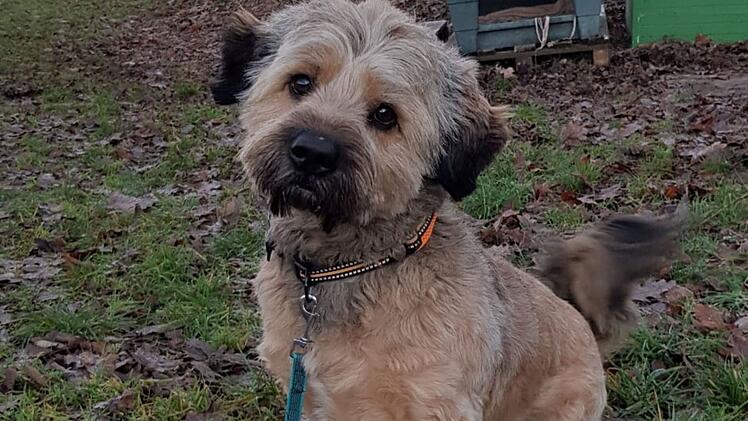 Tierheim Erlangen: Hund "Thorin" wurde einfach in Tierklappe "entsorgt" - Besitzerin erklärt sich in Brief