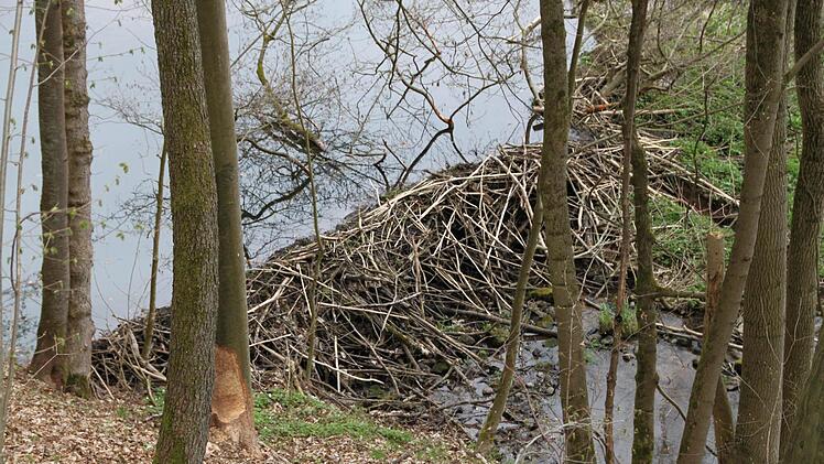 Grund für die schöne Teich-Landschaft sind große Dämme, mit denen die Biber den alten Arm der Sinn aufgestaut haben.