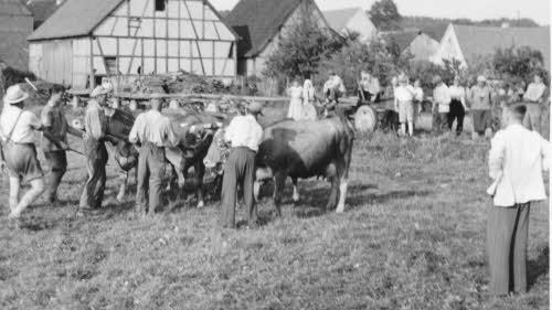 Rinderpr&auml;mierung bei M&uuml;ller - ein Gro&szlig;ereignis im Ort. Foto: Archiv Udo Sell