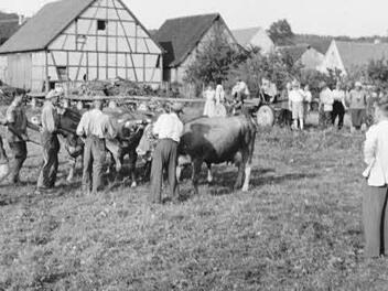 Rinderprämierung bei Müller - ein Großereignis im Ort. Foto: Archiv Udo Sell