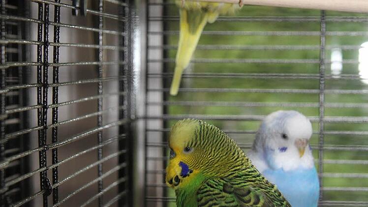 Die drei Wellensittiche wurden von den kleinen und großen Besuchern beim Tierheimfest bestaunt.