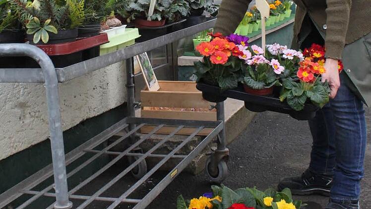 Schluss mit Winterstern: Gudrun Goos wechselt das Sortiment vor der Gärtnerei in Bad Staffelstein.
