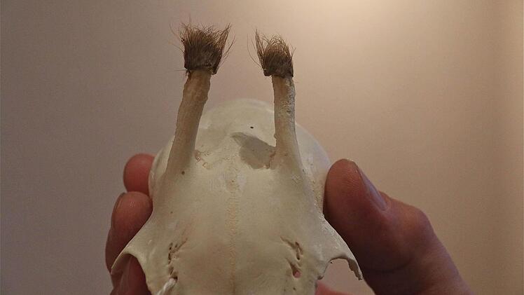 Hegeschau in Obererthal  Foto: Gerd Schaar