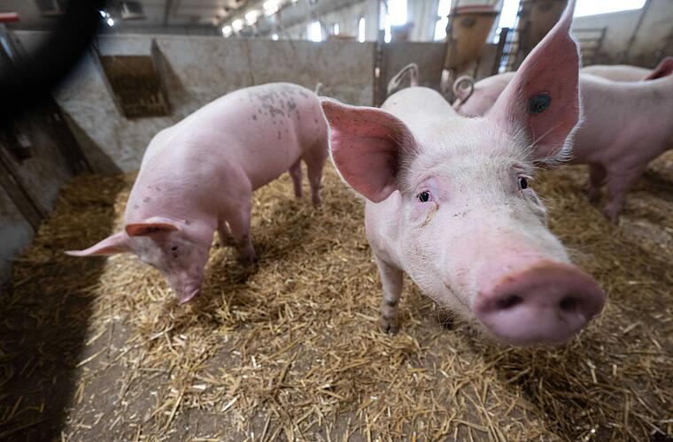 Mehrheit akzeptiert höhere Fleischpreise für mehr Tierwohl