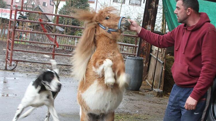 Renado Kübler zeigt eines seiner frechen Miniponys - Hund Bruno freut sich. Foto: Sonja Adam