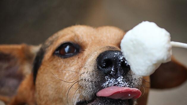Vorsicht bei Hundeeis: Es kann bei den Vierbeinern zu Durchfall führen.