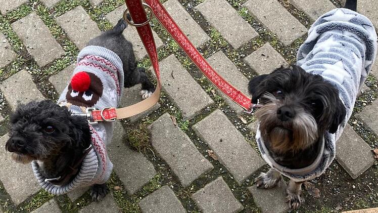 Tierheim Bamberg: Verschmustes Hunde-Duo sucht neues Zuhause