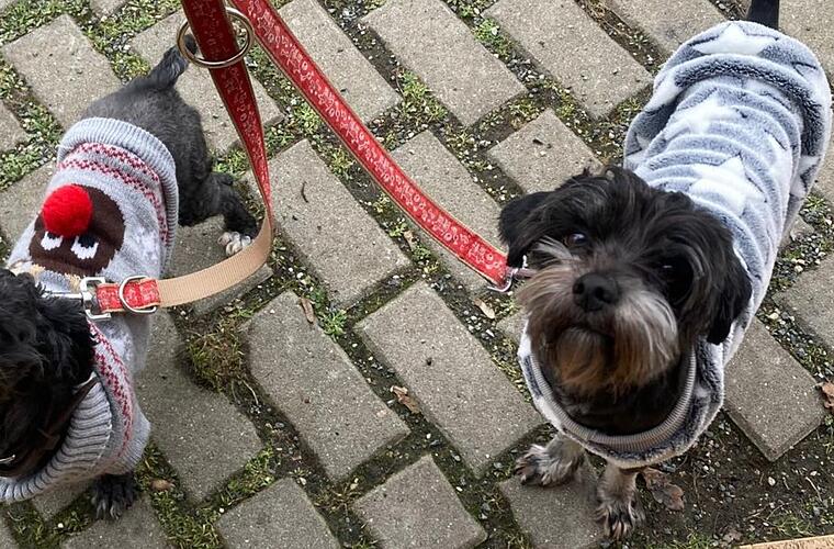 Tierheim Bamberg: Verschmustes Hunde-Duo will endlich die Welt entdecken