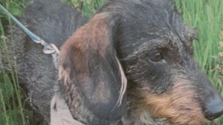 Nur sieben Jahr alt wurde Dackel Dax. Der Familie Sünkel bleibt nur die Erinnerung.  Foto: privat
