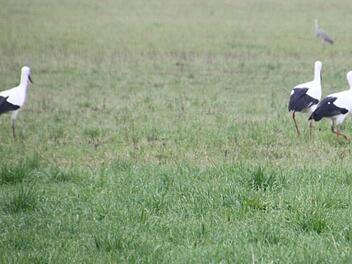 Auf den Aischwiesen entlang der B470 bei Lonnerstadt tummeln sich gestern Vormittag drei Störche.  Foto: Peter Groscurth