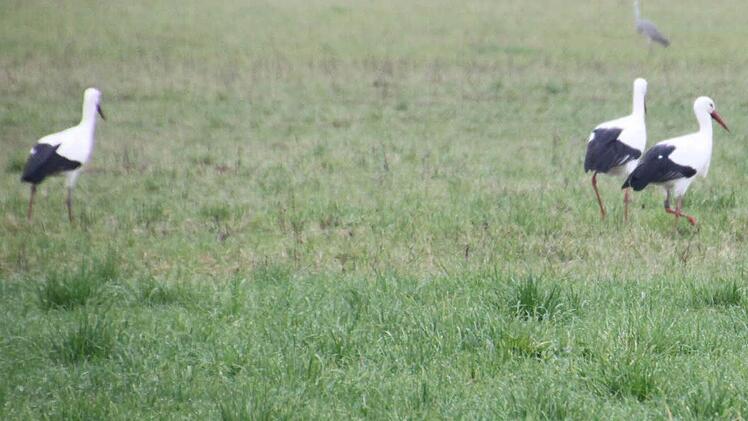 Auf den Aischwiesen entlang der B470 bei Lonnerstadt tummeln sich gestern Vormittag drei Störche.  Foto: Peter Groscurth
