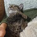 Der kleine Alexander (Bild) hat seine Operation überstanden. Nun sucht er noch eine neue Familie. Foto: Tierheim Nürnberg