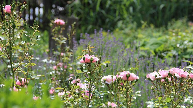 Zur Zeit beherrschen Rosen Carmen Kunerts Garten.