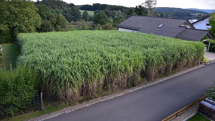 Wie ein großer Block wächst das Gras empor. Noch ist es grün. Im Winter vertrocknet es und wird braun.