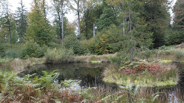 52 Feuchtbiotope hat der Forstbetrieb Bad Brückenau angelegt. Foto: Ulrike Müller