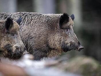 Wildunfall auf A3 im Kreis Nürnberger Land: "Sofort tot" - Wildschweine von Fahrzeugen erfasst