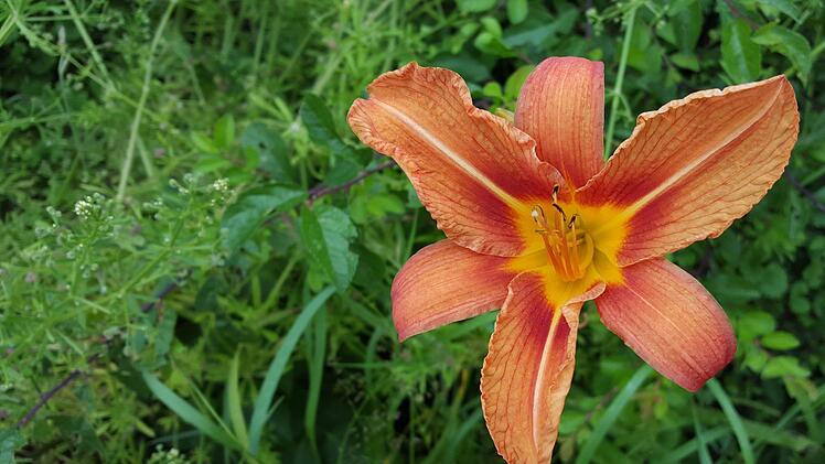 Möglichst nah ans Motiv rangehen. Foto: Dieter Britz