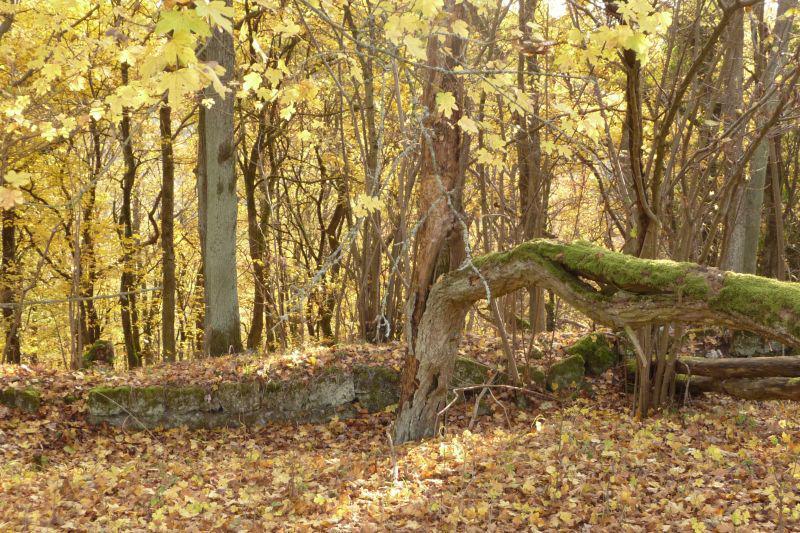 Mauerrest einer früheren Wehranlage auf dem Magnusberg