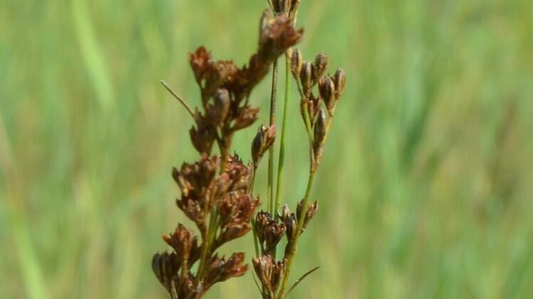 Die Salzbinse kann ohne Salz nicht leben.