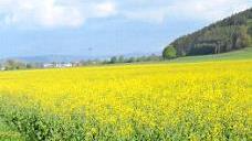 Leuchtendes Gelb: Der blühende Raps bestimmt zurzeit das Bild auf den Feldern. Foto: K.-H. Hofmann
