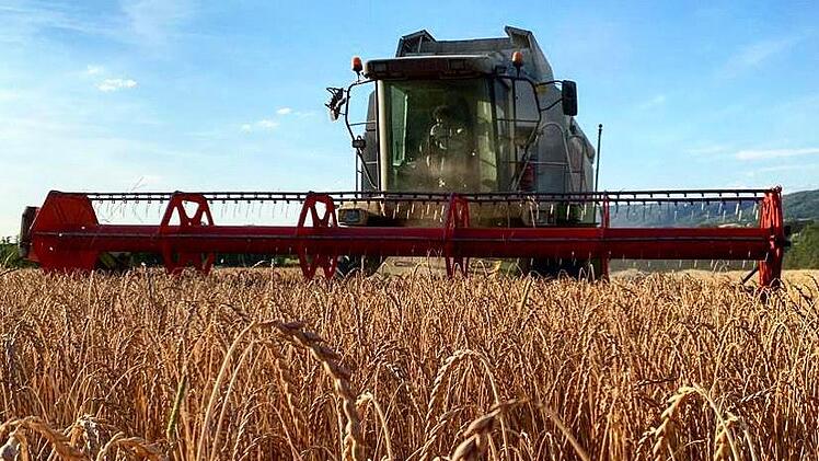 Dinkel ist ein mit dem Weizen verwandtes Gereide, das im Anbau genügsamer ist. Foto: Adriane Lochner