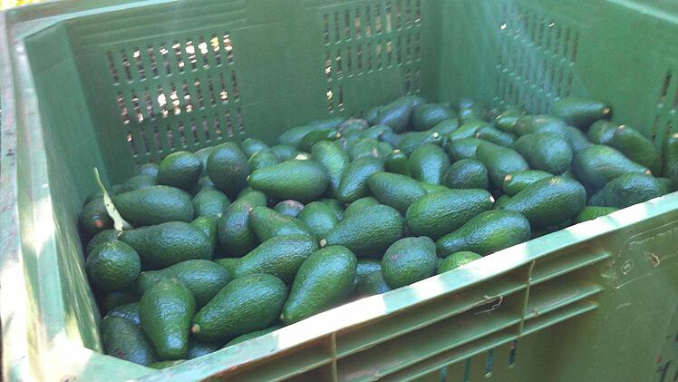 Frisch gepflückte Avocados.  Foto: Brünn