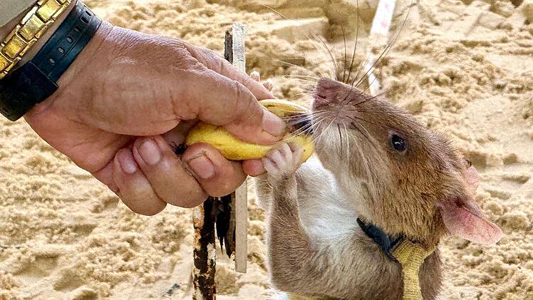 Statue f&uuml;r Minensuch-Ratte Magawa
