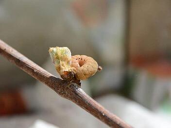 Eine Erdraupe an einem frischen Rebentrieb drapiert. Am Tag bekommt man die Krabbeltierchen normalerweise so nicht zu Gesicht, denn sie steigen erst in der Nacht die Zweige hoch. Foto: Elisabeth Assmann