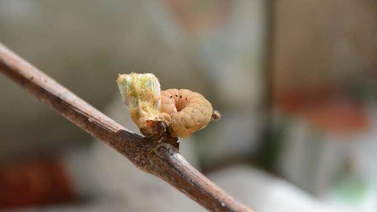 Eine Erdraupe an einem frischen Rebentrieb drapiert. Am Tag bekommt man die Krabbeltierchen normalerweise so nicht zu Gesicht, denn sie steigen erst in der Nacht die Zweige hoch. Foto: Elisabeth Assmann