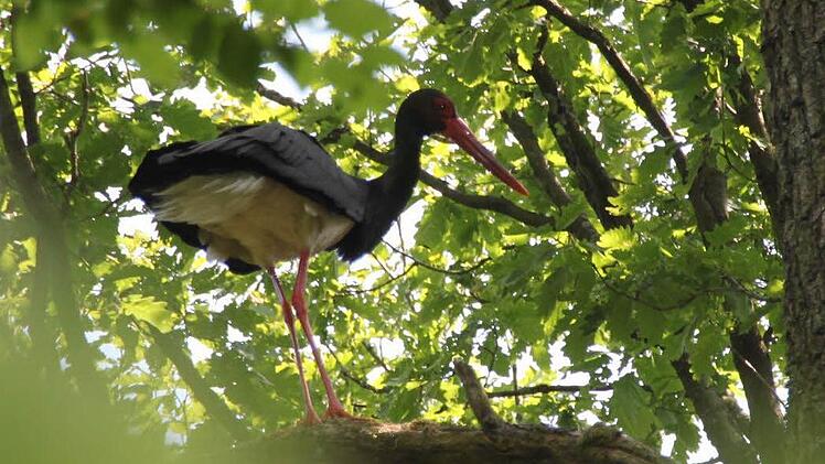 Papa oder Mama Storch sind im Anflug. Für den Berinungstrupp heißt das, möglichst schnell fertig werden und...