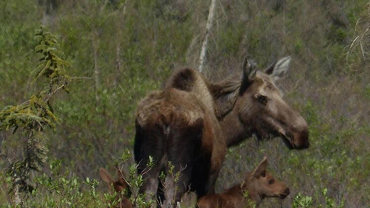 In den W&auml;ldern Alaskas leben jede Menge Elche. Foto: Manfred Wagner