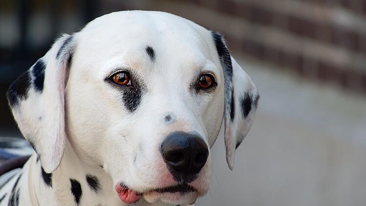 M&uuml;nchen: Hund f&auml;llt Kind an und verletzt es schwer - Hundehalterin schon wieder vor Gericht