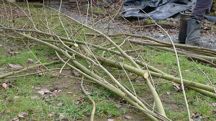 Baumaterial für s geflochtene Hochbeet. Haselruten. Die dicken Äste geben Stabilität. Kleine Seitenäste wurden entfernt und als Füllmaterial für die unterste Beetschicht verwendet. Foto: Dagmar Besand