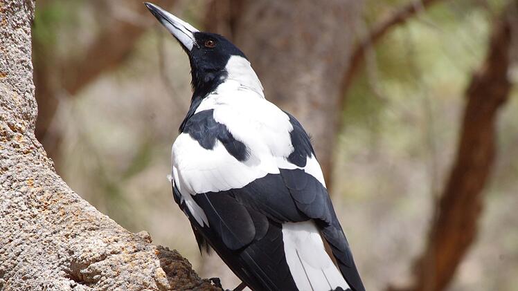Australischer Magpie 'Mr Sox' in West-Australien
