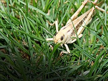 250 000 Heuschrecken überlebten die Spritzaktion im Jahre 2010 nicht.