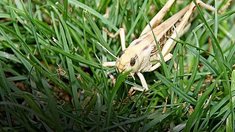 250 000 Heuschrecken überlebten die Spritzaktion im Jahre 2010 nicht.