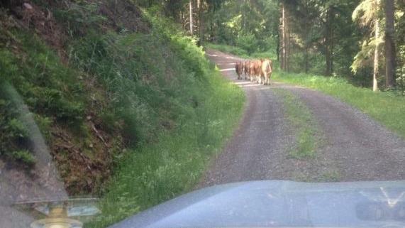 Aus der Entfernung waren die Tiere (im Hintergrund) ein ums andere Mal zu sehen. Doch sobald sich Bastian Hofmann ihnen n&auml;herte, ergriffen sie die Flucht. Foto: privat
