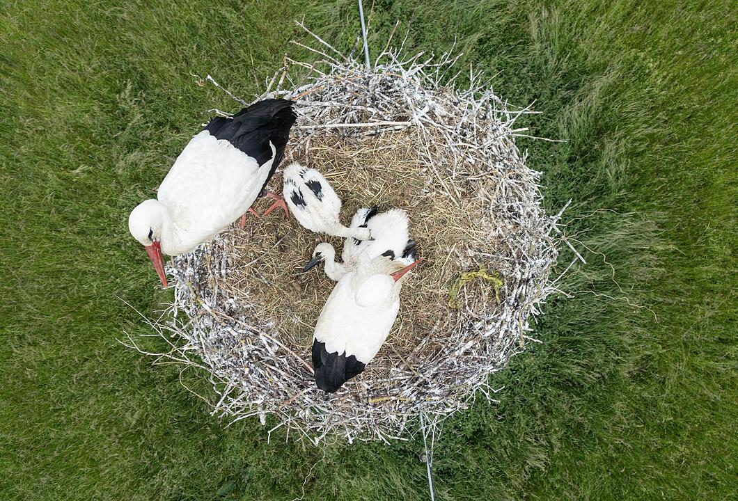 Storchennachwuchs im hessischen Ried
