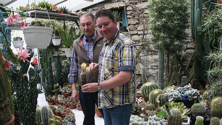 Peter und Thomas Schürrer haben rund 1500 in diesem Gewächshaus.