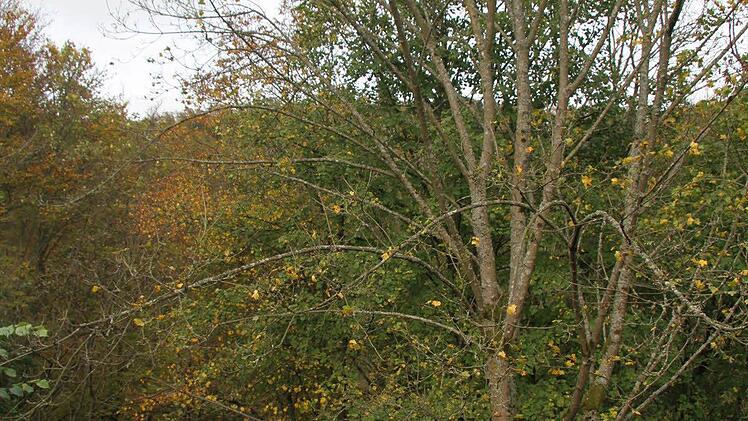 Wolfgang Hoderlein sprach den Bewuchs rund um die Nordeck an. Doch die Nordeck grenzt an ein Naturwaldreservat an und liegt in einem Schutzgebiet der Kategorie A. Eine Sichtschneise, so dass die Nordeck wieder sichtbar ist, wird definitiv nicht möglich sein, betonte Fritz Maier.