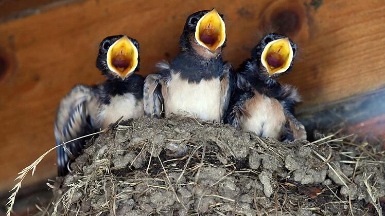 Hungrige Schnäbel: Für Schwalben und ihren Nachwuchs wird es eng. Futtermangel und fehlende Brutplätze setzen ihnen zunehmend zu. Foto: Rainer Jensen/dpa