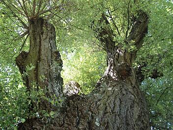 Bamberg: Baum am alten Hallenbad muss gef&auml;llt werden - wegen akuter Bruchgefahr